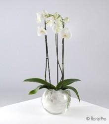 Arrangement