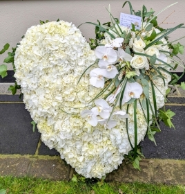 Hydrangea heart